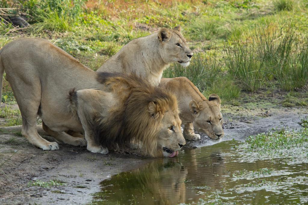 Sibuya Game Reserve And Lodge Kenton on Sea Exterior foto